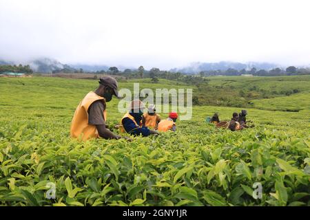 Gisakura, Rwanda. 18 septembre 2021. Les agriculteurs cueillez des feuilles de thé dans un jardin de thé de la région de Gisakura, Rwanda, le 18 septembre 2021. Credit: JI Li/Xinhua/Alay Live News Banque D'Images