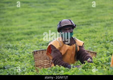 Gisakura, Rwanda. 18 septembre 2021. Un fermier cueille des feuilles de thé dans un jardin de thé de la région de Gisakura, Rwanda, 18 septembre 2021. Credit: JI Li/Xinhua/Alay Live News Banque D'Images