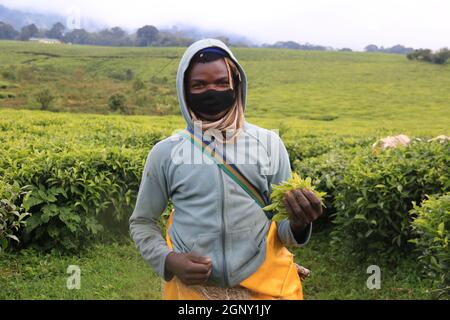 Gisakura, Rwanda. 18 septembre 2021. Un fermier montre des feuilles de thé nouvellement cueillies dans un jardin de thé dans la région de Gisakura, Rwanda, le 18 septembre 2021. Credit: JI Li/Xinhua/Alay Live News Banque D'Images