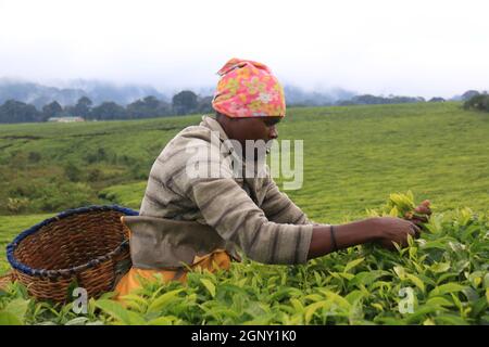 Gisakura, Rwanda. 18 septembre 2021. Un fermier cueille des feuilles de thé dans un jardin de thé de la région de Gisakura, Rwanda, 18 septembre 2021. Credit: JI Li/Xinhua/Alay Live News Banque D'Images