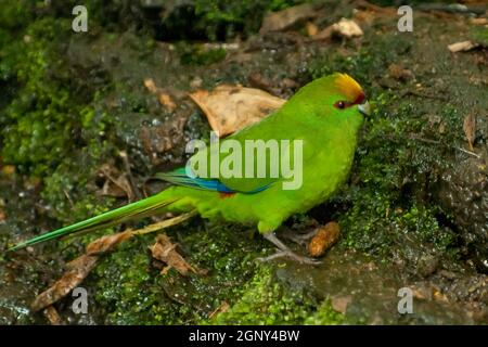 Parakeet à couronne jaune, Cyanoramphus auriceps, île de Motuara, Nouvelle-Zélande Banque D'Images