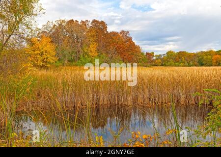 Changement de couleurs autour d'un étang de zones humides dans l'État de Moraine Hills Parc dans l'Illinois Banque D'Images