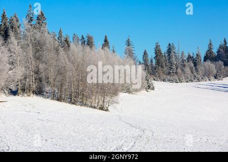 Paysage d'hiver dans les montagnes, arbres enneigés, Parc national de Gorce, Pologne Banque D'Images