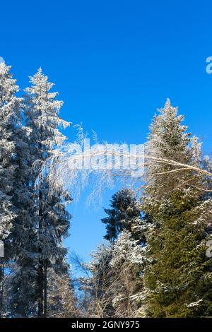 Paysage d'hiver dans les montagnes, arbres enneigés, Parc national de Gorce, Pologne Banque D'Images