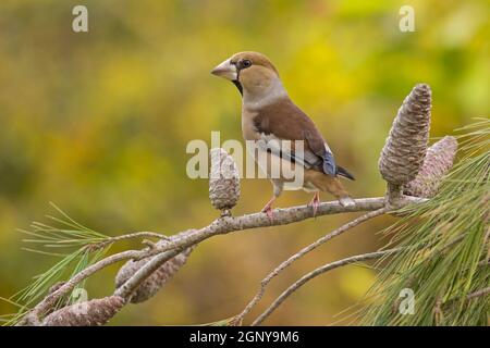 Hawfinch (Coccothrautes coccothrautes) perché sur une branche. Ce finch a une queue courte et a un bec long pour craquer les graines telles que les pierres de cerise. Banque D'Images