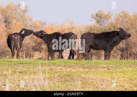 Un troupeau de buffles d'eau sauvages (Bubalus bubalis). Photographié dans la réserve naturelle d'Ein Afek, Israël Banque D'Images