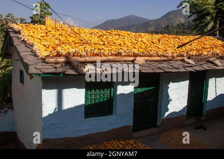 Séchage de épis de maïs sur le toit d'une maison dans un village de l'Himalaya, Himachal Pradesh, Inde Banque D'Images