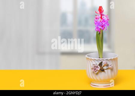 Fond de décoration de fleur. Gros plan de la magnifique jacinthe rose avec des bourgeons tendres et de la verdure fraîche dans un vase blanc décoratif sur le bureau jaune sur b Banque D'Images