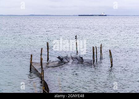 "Regarder les navires" peut être fait très bien sur cette partie de la randonnée de Spodsbjerg vers Tranekær, Langeland, Danemark.Cormorans assis sur des filets de pieux Banque D'Images