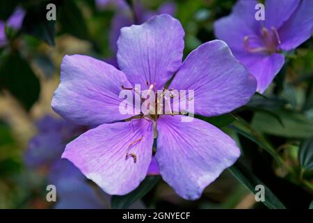 Fleurs de princesse Silverleafed (Tibouchina mutabilis) Banque D'Images