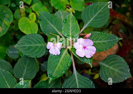 Fleurs de lizzie (Impatiens walleriana) Banque D'Images