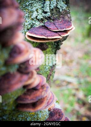 Champignon sur un tronc d'arbre dans la forêt Banque D'Images