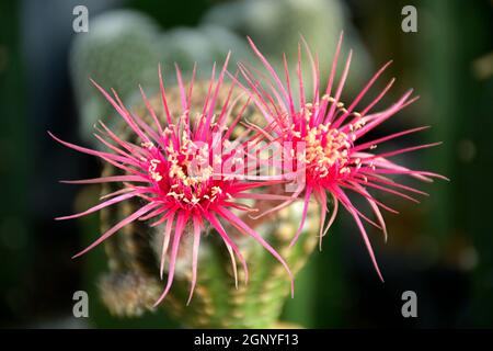 Lobivia spp. Avec un style de fleur rose shinshosa sur fond de jardin de cactus flou. Banque D'Images