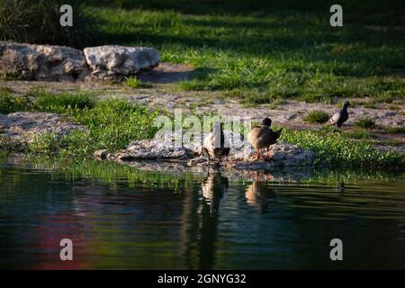 Paire de canards domestiques toilettant sur un rocher sur la rive avec un pigeon à proximité Banque D'Images