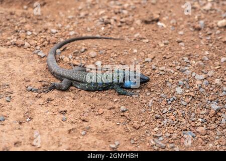 Lézard Gallotia galloti (lézard des Canaries-occidentaux). Banque D'Images