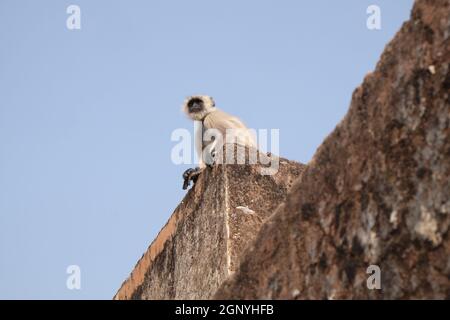 Gray Langur sur le mur à Amber fort à Jaipur, Rajasthan, Inde Banque D'Images