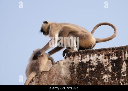 Gray Langur sur le mur à Amber fort à Jaipur, Rajasthan, Inde Banque D'Images