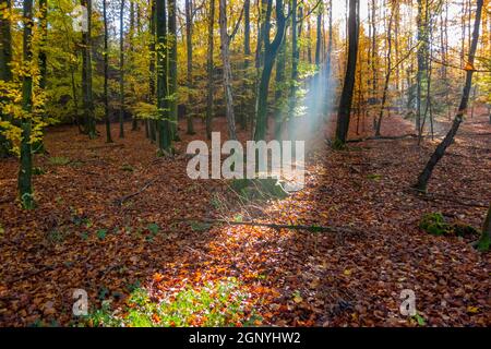 paysage mystique montrant un sunbeam dans une forêt à l'automne heure Banque D'Images