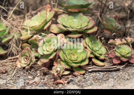 Usine d'Aeonium. Ténérife. Îles Canaries. Espagne. Banque D'Images