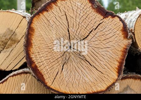 vue en coupe de l'arbre de bouleau. Motif de section de tronc de bouleau. Texture en bois Banque D'Images