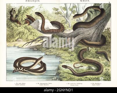 Serpent lisse, Coronella austriaca a, serpent aesculapien, Zamenis longissimus b, assaisonnement à ventre jaune, Hydrophis platurus c, et ver lent, Anguis fragilis d. Chromolithograph de Gotthilf Heinrich von Schubert, Histoire naturelle des royaumes animaux pour l'école et la maison (Naturgeschichte des Tierreichs fur Schule und Haus), Schreiber, Munich, 1886. Banque D'Images
