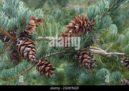 PIN blanc japonais Cleary (Pinus parviflora 'Cleary') Banque D'Images