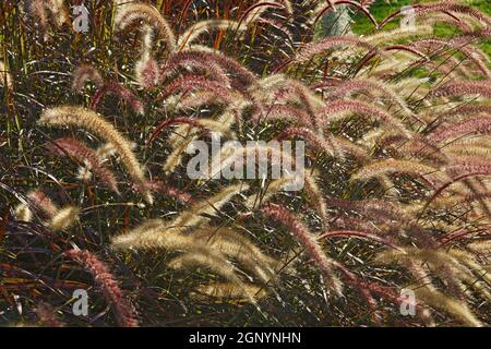 Pourpre Fountain grass (Cenchrus setaceus 'rubrum'). L'herbe de la fontaine rouge de Calles et l'herbe de la fontaine tendre également Banque D'Images