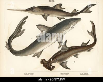 Grand requin blanc, Carcharodon carcharias a, requin-marteau lisse, Sphyrna zygaena b, et poisson-scie à dents de larche, Pristis pristis c. Chromolithograph de Gotthilf Heinrich von Schubert, Histoire naturelle des royaumes animaux pour l'école et la maison (Naturgeschichte des Tierreichs fur Schule und Haus), Schreiber, Munich, 1886. Banque D'Images