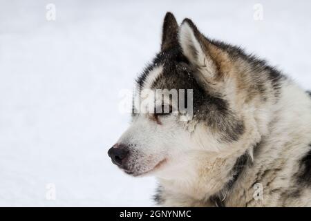 Centre d'élevage de chiens husky. Cette race de chien domestique (Canis familiaris) est utilisé en équipe pour tirer les traîneaux dans la neige de l'Arctique. Les chiens peuvent tirer le traîneau Banque D'Images