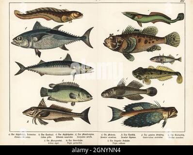 Vivipare eelpout, Zoarces viviparus a, tête de taureau européenne, Cotus gobio b, sharksucker vivant, Echeneis naucrates c, scorpionfish rouge, Scorpaena scrofa d, maquereau bleu, Scomber scombrus e, Thon rouge de l'Atlantique, Thunnus thynnus f, épinoche à trois branches, Gasterosteus aculeatus g, perchaude d'escalade, Anabas testudineus h, gobie noir, Gobius niger i, Gurnard gris, Eutrigla gurnardus k, Gnard volant, Dactylopterus volitans l. Chromolithograph de Gotthilf Heinrich von Schubert's Natural History of Animal Kingdoms for School and Home (Naturgeschichte des Tierreichs fur Schule und Haus), Schre Banque D'Images