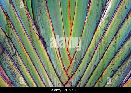 Détail arbre de voyageurs (Ravenala madagascariensis) Banque D'Images