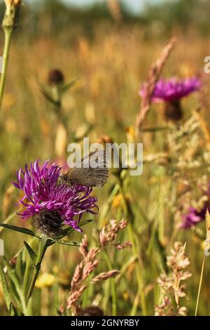 Portrait de fleurs sauvages de prairie avec Meadow Brown (Maniola jurtina) en premier plan, réserve naturelle de Kingcombe Meadows, Dorset, Royaume-Uni Banque D'Images