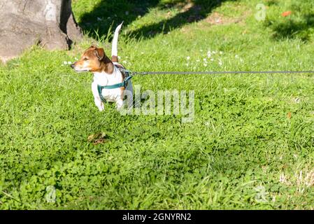 Beau chien dans un jardin à Rome Banque D'Images