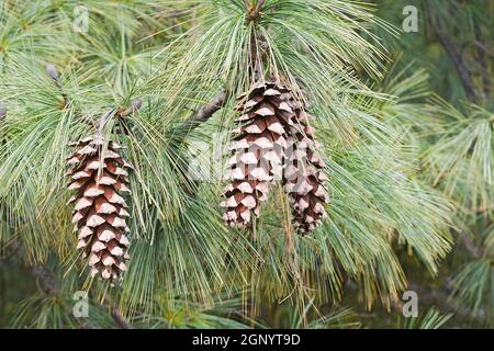 PIN limbeur de la pyramide de Vanderwolf (Pinus flexilis 'Pyramide Vanderwolf') Banque D'Images