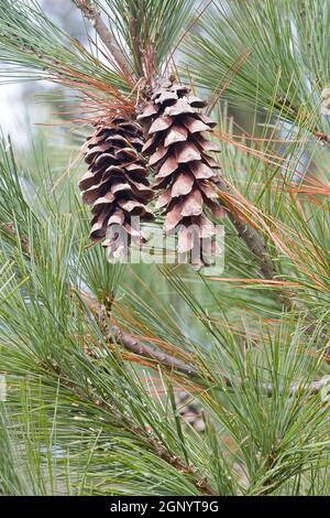 Loui PIN blanc de l'est (Pinus strobus 'Louie') Banque D'Images