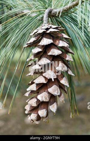 PIN limbeur de la pyramide de Vanderwolf (Pinus flexilis 'Pyramide Vanderwolf') Banque D'Images