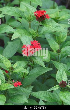 Starcluster égyptien (Pentas lanceolata). Appelé fleur d'étoile égyptienne aussi Banque D'Images