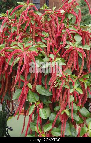 Plante de chenille (Acalypha hispida). Appelé Philippines Medusa, rouge Hot chat de la queue et de renard également Banque D'Images