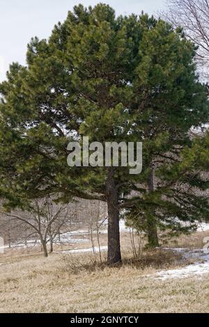 PIN à feuilles courtes (Pinus echinata). Appelé pin jaune à feuilles courtes, pin jaune du sud, pin jaune, pin à paille courte, pin de l'Arkansas, pin de Lontag et SPRU Banque D'Images