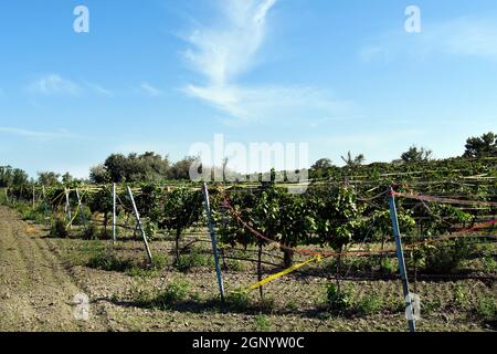 Autriche, les vignes protégées par des rubans colorés comme moyen de dissuasion contre les dommages aux oiseaux dans le parc national Neusiedlersee-Seewinkel dans le Burgenland en Pennsylvanie Banque D'Images