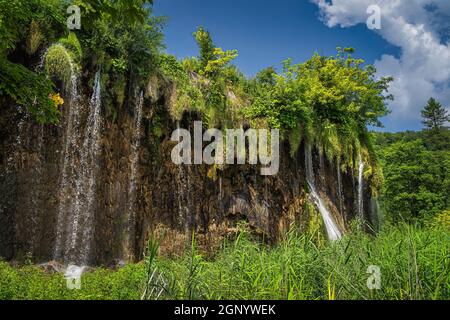 Cascades d'eau provenant de lichens accrochés à la grande cascade. Forêt verdoyante dans le parc national des lacs de Plitvice, patrimoine mondial de l'UNESCO, Croatie Banque D'Images