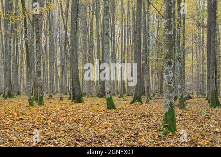 Forêt de feuillus brumeux avec de vieux chênes en automne avant le lever du soleil, forêt de Bialowieza, Pologne, Europe Banque D'Images