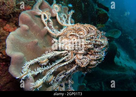 Haarstern auf einer Koralle, rue Lembeh, Sulawesi, indonésien, Bitung Banque D'Images