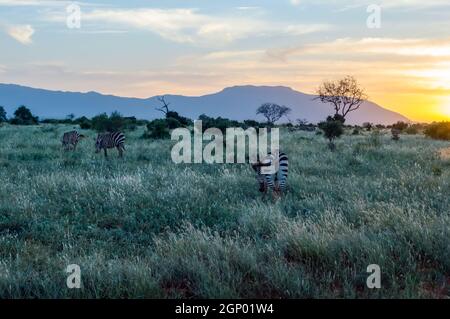 Zèbres broutant dans la savane de Tsavo East Park pendant coucher de soleil Banque D'Images