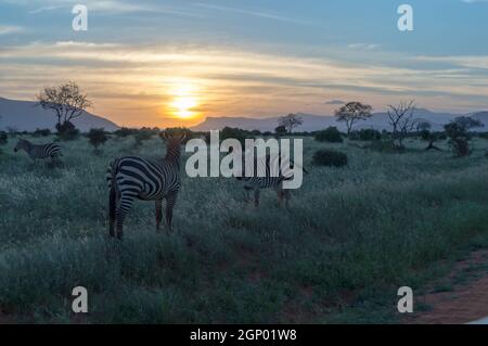 Zèbres broutant dans la savane de Tsavo East Park pendant coucher de soleil Banque D'Images