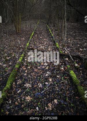 Voies ferrées rouillées, anciennes, inutilisées, recouvertes de mousse verte dans la forêt d'automne biélorusse Banque D'Images