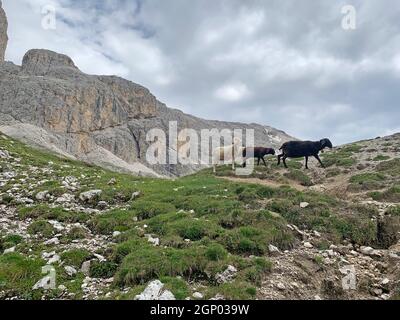 Chèvres dans le groupe Rosengarten dans les Dolomites. Les Dolomites sont une chaîne de montagnes dans le nord-est de l'Italie. Ils font partie de la Southern Limestone Al Banque D'Images