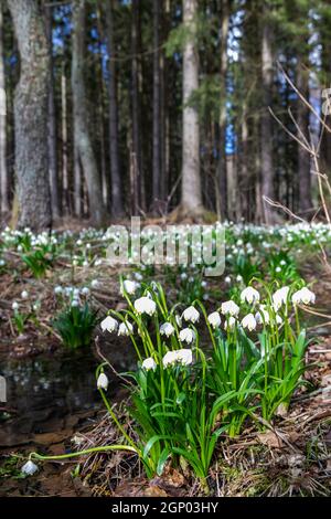 La forêt au début du printemps avec le printemps, Flocon, Vysocina République Tchèque Banque D'Images