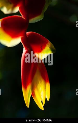 Petit fourmis à l'intérieur d'une Heliconia le matin Banque D'Images