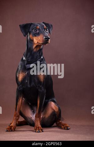 German Pinscher - un chien de taille moyenne élevé en Allemagne à la fin du xviiie siècle Banque D'Images